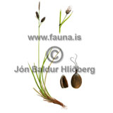 Stiff Sedge - Carex bigelowii - otherplants - Cyperaceae
