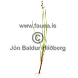White Sedge - Carex canescens - otherplants - Cyperaceae