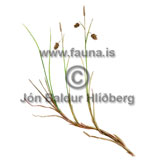 Mud Sedge / Bog Sedge - Carex limosa - otherplants - Cyperaceae