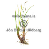Gulstr - Carex lyngbyei - annargrodur - Starartt