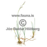 Carnation Sedge - Carex panicea - otherplants - Cyperaceae