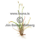 Sheathed Sedge - Carex vaginata - otherplants - Cyperaceae