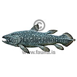 Coelacanth - Latimeria chalumnae - otherfish - coelachantidae