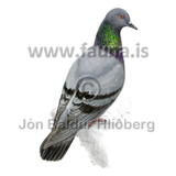 Rock dove - columba livia - otherbirds - Columbidae