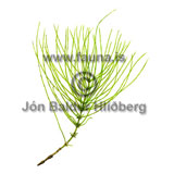 Field Horsetail - Equisetum arvense - Ferns - Equisetaceae