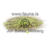 Laugabr��a - Callitriche stagnalis - tvikimblodungar - Vatnsbr��u�tt