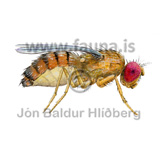 Common fruit fly - Drosophila melanogaster - Velji category - Insecta