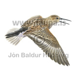 Lurll - Calidris alpina - vadfuglar - Snputt