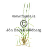 Quackgrass - Elytrigia repens - otherplants - Poaceae