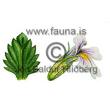  Arctic eyebright / Mountain Eyebright - Euphrasia frigida - Dicotyledonous - Scrophulariaceae