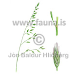 Tnvingull - Festuca rubra communata - Velji yfirflokk - Velji undirflokk