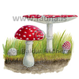 Berserkjasveppur - Amanita muscaria - Velji yfirflokk - Sveppir