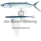 flying fish - exocetidae - otherfish - Beloniformes