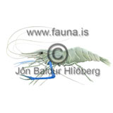 Giant Freshwater Prawn - Macrobrachium rosenbergii - Crustaceans - Crustacea