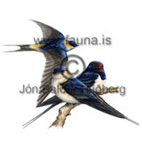 Brandsvala - Hirundo daurica - adrirfuglar - Svöluætt