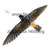 Cliff Swallow - Hirundo pyrrhonota - otherbirds - Hirundinidae