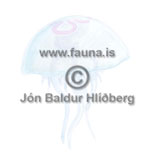 Jellyfish - schyphozoa - otherinverebrates - cnidarians