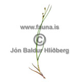Mrasef - Juncus alpinoarticulatus - annargrodur - Seftt