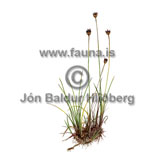 Blmsef - Juncus triglumis - annargrodur - Seftt