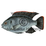Longfin Tilapia - Oreochromis macrochir - Perch-likes - Perciformes