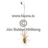 Spiked woodrush - Luzula spicata - otherplants - Juncaceae