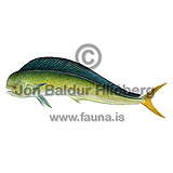 Common dolphinfish - Coryphaena hippurus - Perch-likes - Perciformes