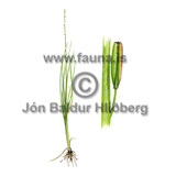 Marsh Arrowgrass - Triglochin palustris - otherplants - juncaginaceae
