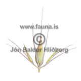 Meadow Barley - Hordeum seculinum - otherplants - Poaceae