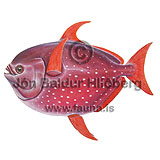 Opah, Moonfish - Lampris guttatus - otherfish - Lampriformes