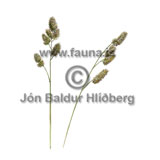 Orchard Grass - Dactylis glomerata - otherplants - Poaceae