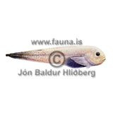 -- seasnail - Paraliparis hystrix - rockfishscorpionfishes - Scorpaeniformes