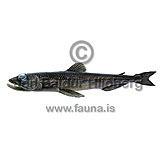 Zugmayers Pearleye - Benthalbella infans - otherfish - Aulopiformes