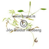 Various-leaved Pondweed - Potamogeton gramineus - otherplants - Potamogetonaceae