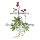 Marsh Cinquefoil - Potentilla palustris - Dicotyledonous - Rosaceae