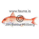 Red Mullet - Mullus barbatus - Perch-likes - Perciformes