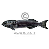 Common Remora - Remora remora - Perch-likes - Perciformes