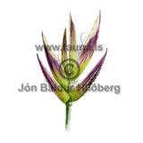 rough stalk bluegrass - Poa trivialis - otherplants - Poaceae