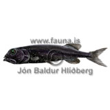 Madeiran smooth-head  - Rouleina maderensis - otherfish - Osmeriformes