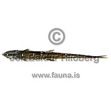 Schnackenbecks Searsid - Sagamichthys schnakenbecki - otherfish - Osmeriformes