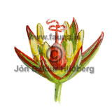 Saltmarsh Rush - Juncus gerardi - otherplants - Juncaceae