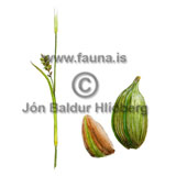 Slrastr - Carex vaginata - annargrodur - Starartt