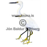 Little Egret and Snowy Egret - Egretta garzetta / Egretta thula - otherbirds - Ardeidae
