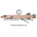 Brownsnout spookfish - Dolichopteryx longipes - otherfish - Osmeriformes
