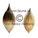 Thickhead Sedge - Carex macloviana - otherplants - Juncaceae