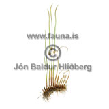 rsef - Juncus filiformis - annargrodur - Seftt