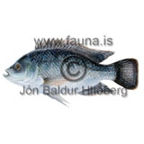Black Tilapia - Oreochromis placidus - Perch-likes - Perciformes