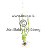 Marsh Arrowgrass - Triglochin palustris - otherplants - juncaginaceae