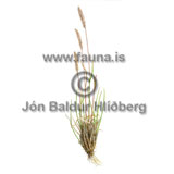 Spike Trisetum - Trisetum spikatum - otherplants - Poaceae