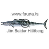 Wahoo - Acanthocybium solandri - borrar - Borrar